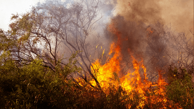 Habitat destruction and deforestation