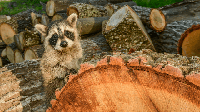 Pollution and environmental contamination