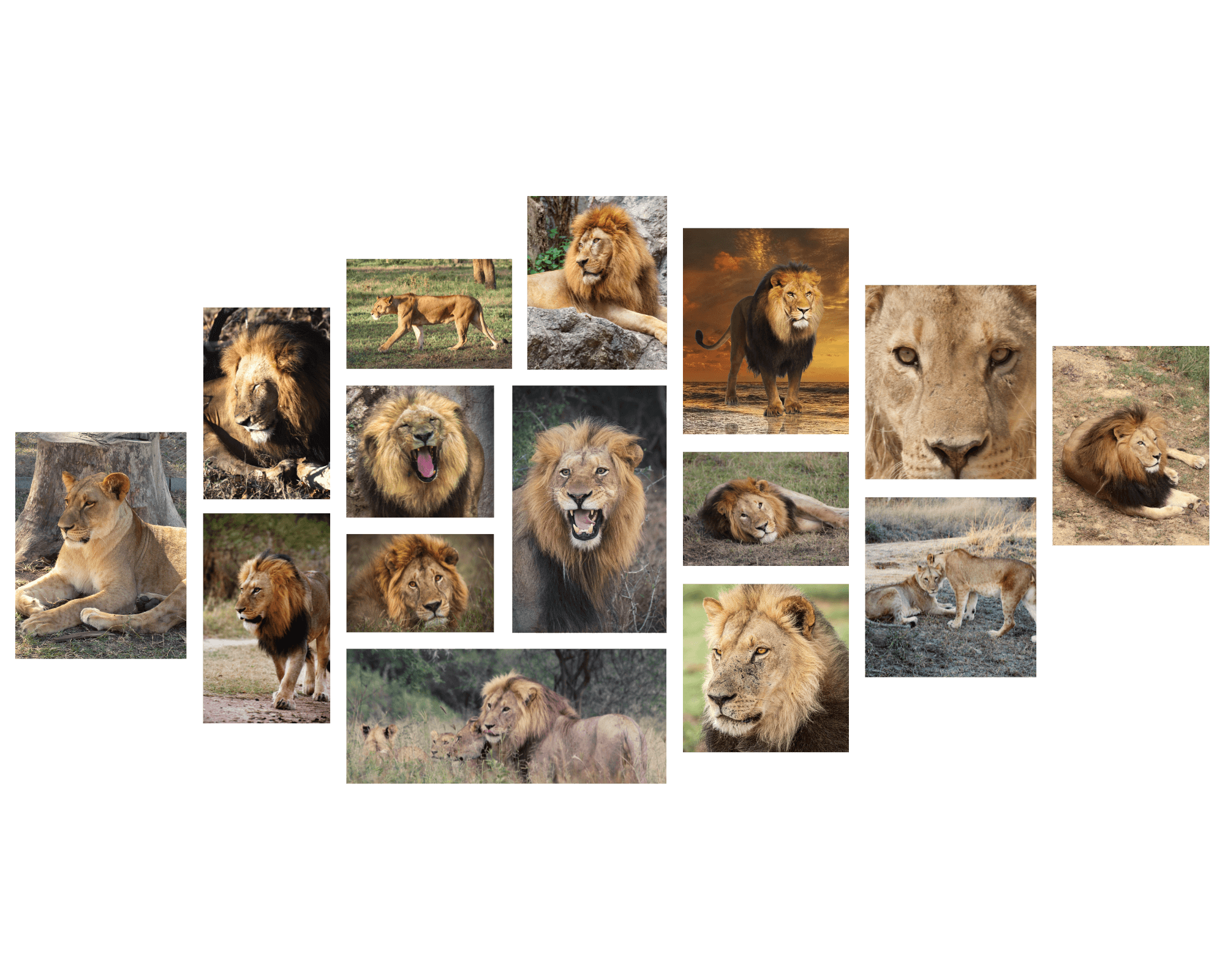 Wildlife-friendly shopping and conservation impact